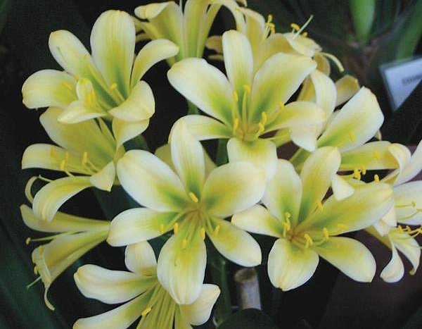 GREEN DESIGN: Кливия-Clivia