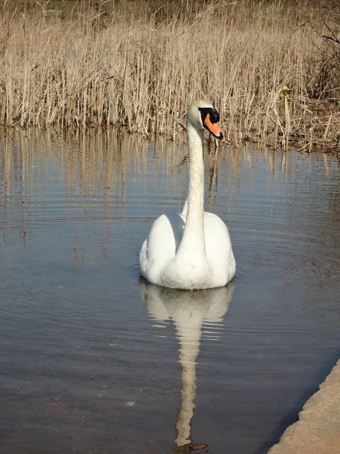 A Swan on the Blue Lagoon in Bletchley