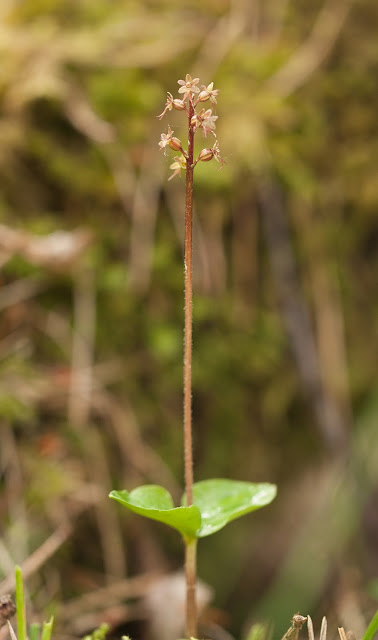 Lesser Twayblade - Cliburn Moss, Cumbria