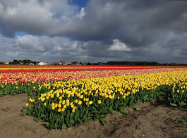 Bollenvelden in Noordwijk