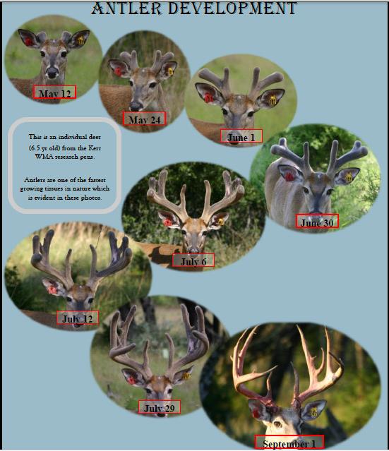 Deer Antler Development - The Hunting Game