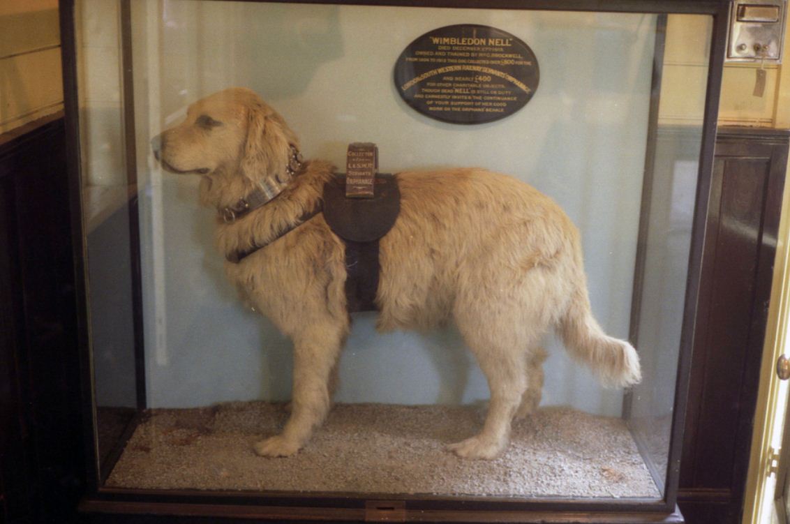 Novaforesta Barbets: The wonderful Railway Station dogs