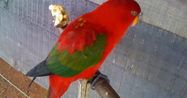 Mengenal Burung Nuri Raja Ambon Alisterus Amboinensis