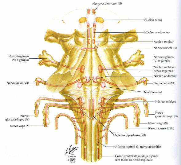 Pares Craneales Origen aparente, real y