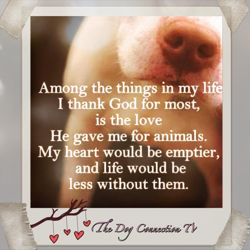PetsNMore Inspiring Quotes For People Who Love Animals
