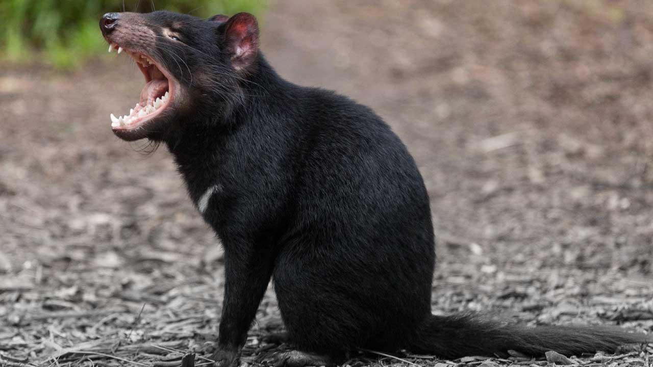 Animals That Start With T Inspec Wallp Animals