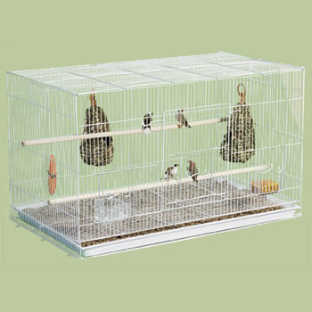 Tips Dan Cara Mudah Beternak Zebra Finch Pipit Zebra Burung Finch