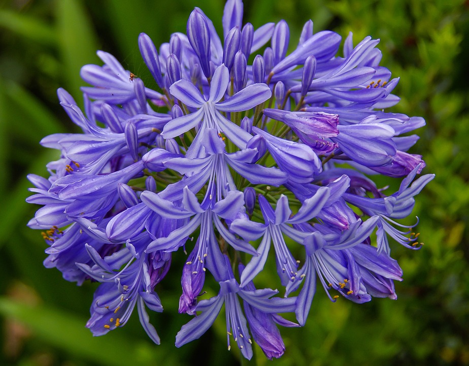 Entre plantas y macetas: Características y cuidados del Agapanto  (Agapanthus)