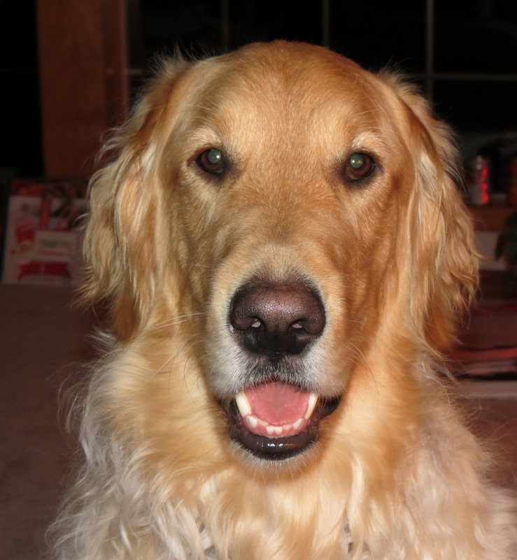 My Perfectly Imperfect World Winning the fight with dog hair...