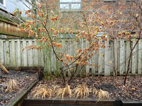 Arnold Promise witch hazel in my Toronto garden by garden muses-not another Toronto gardening blog