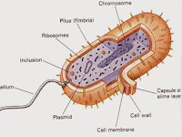 Ciri, Cara Reproduksi, dan Bentuk Bakteri (Eubacteria)