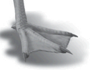 Macam Macam Adaptasi Pada Hewan Beserta Contoh Dan Gambar Karya