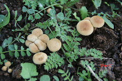 Galerina marginata