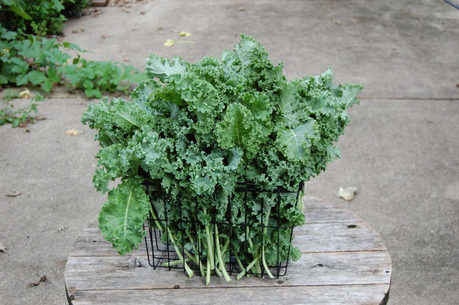 Art Family Garden Washington, DC Kale Harvest