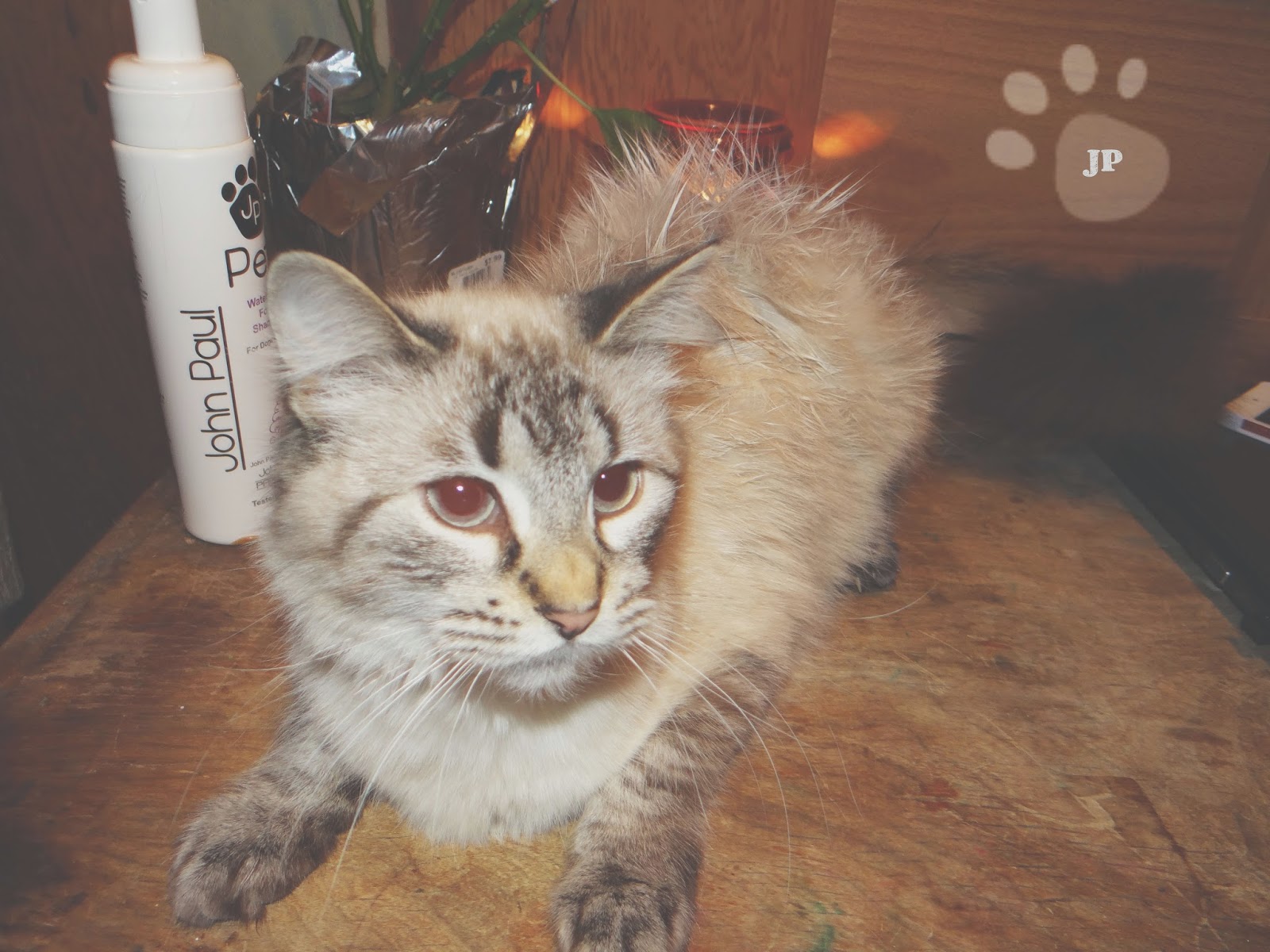 John Paul Pets Review & Giveaway ends 3/1 Creative Little Carrie