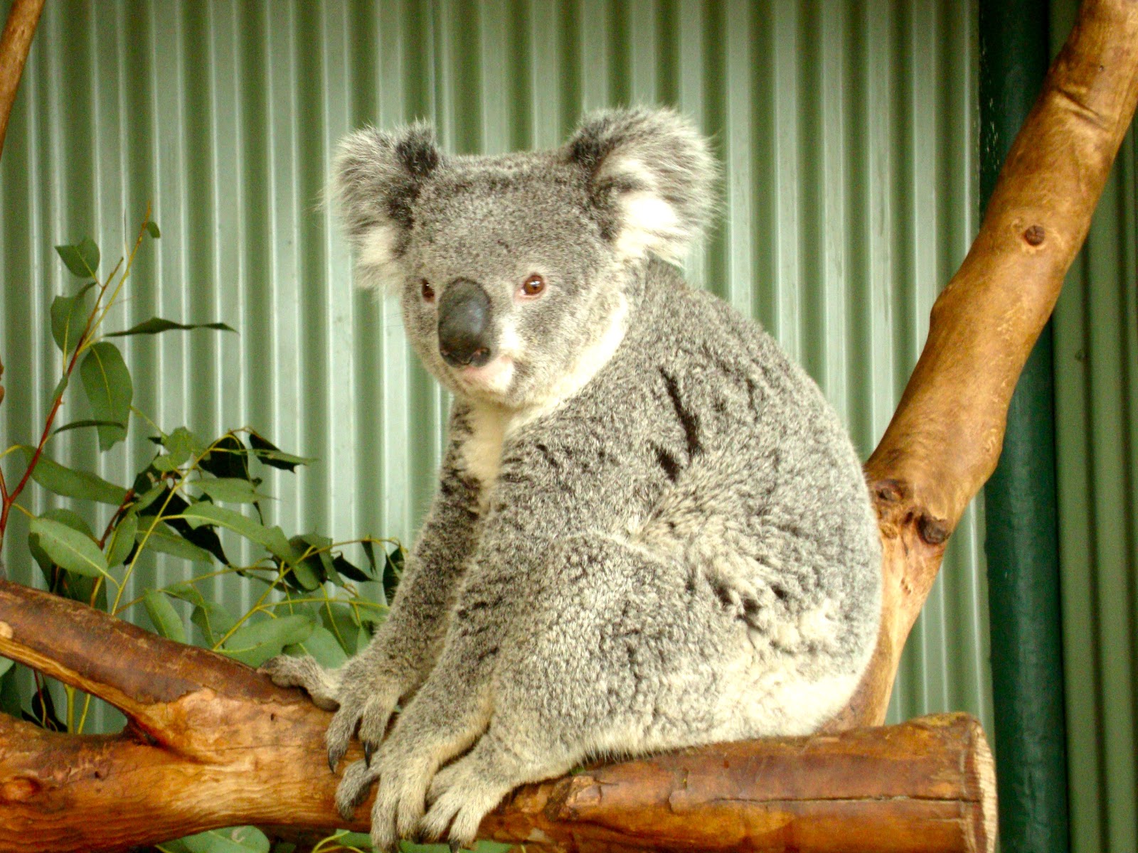 5200 Gambar Hewan Kangguru Dan Koala Terbaru