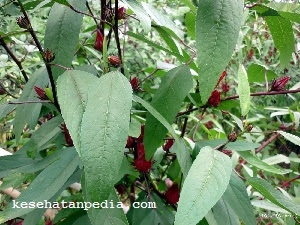 Manfaat daun rosella