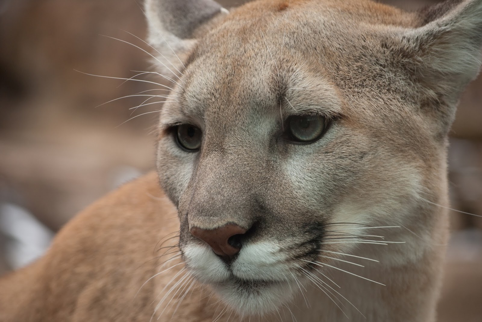 Life on Clemson Road How to Stalk an Editor