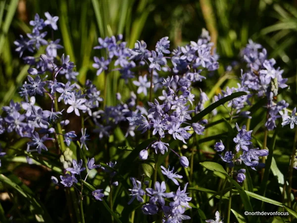 Spring Squill at Hartland Abbey. Photo copyright Pat Adams (All rights reserved)