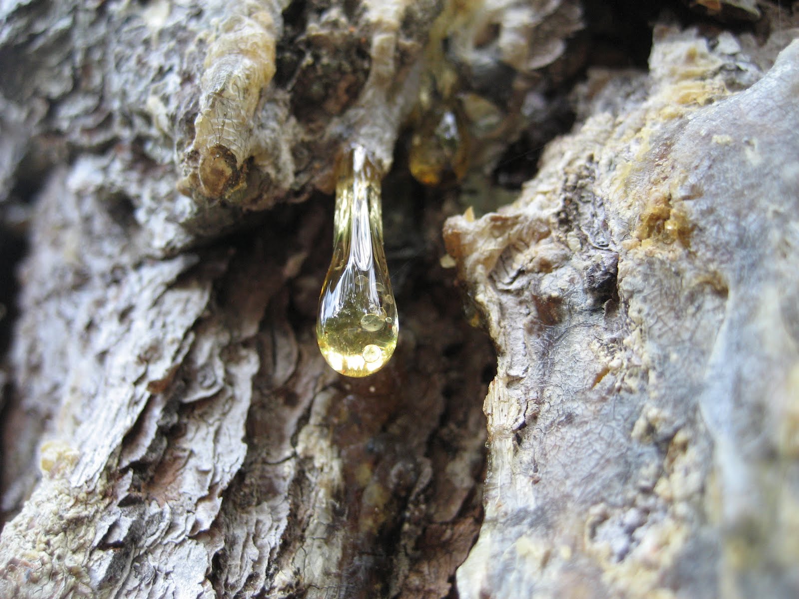 Close Up Pics of Everyday Things Pine Tree Sap
