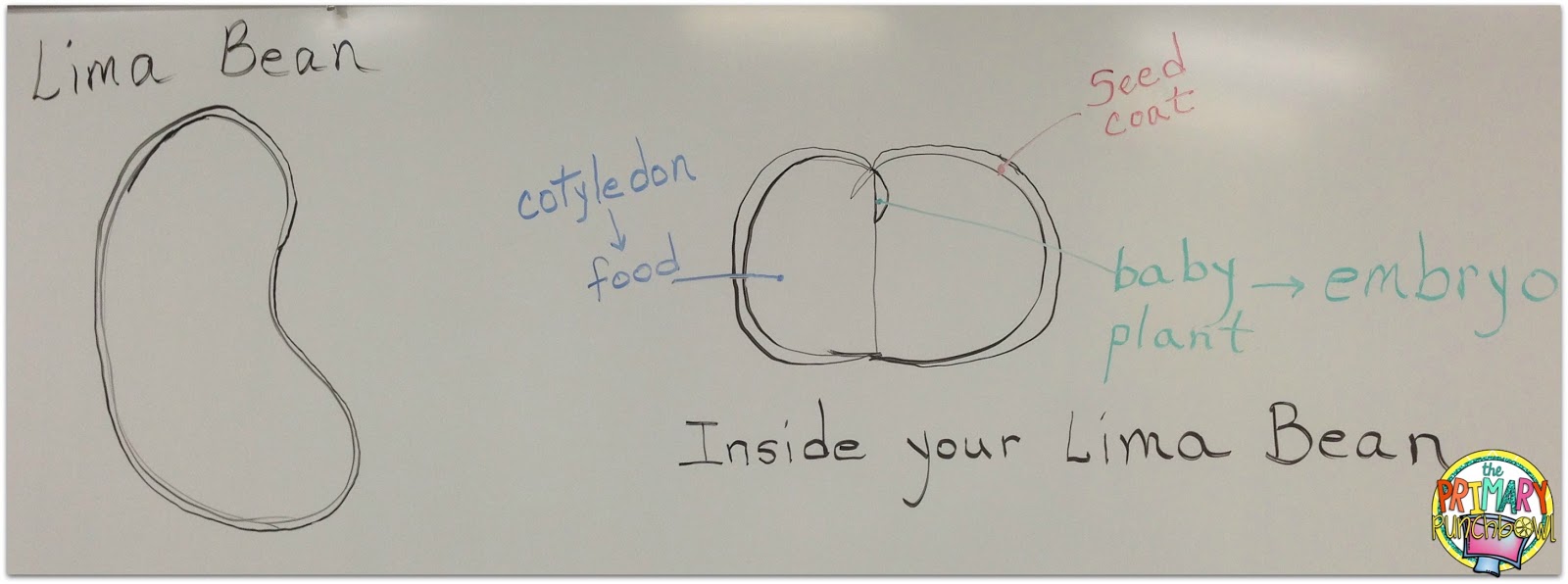 Bean Plant Investigations! The Primary Punchbowl