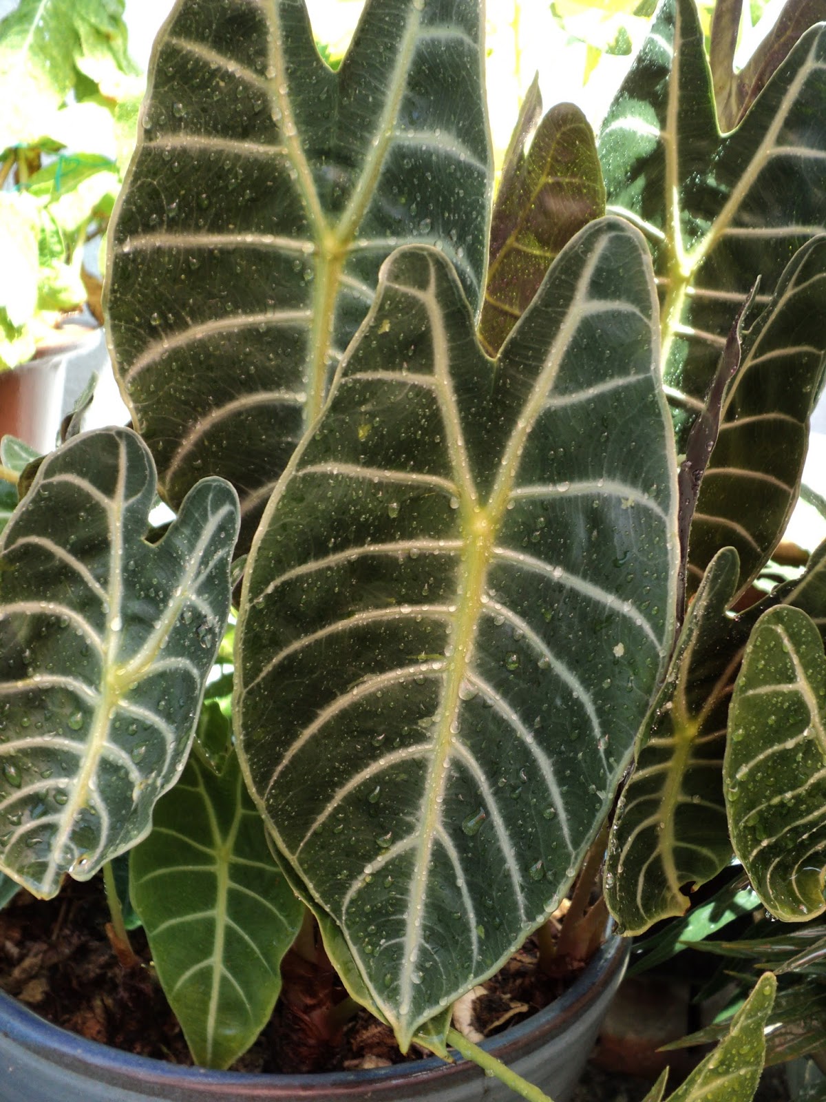 Simple Living In Nancy: ALOCASIA LONGILOBA 'GRANDIS' IN MY GARDEN