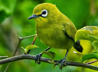 pleci endemik pleci endemik