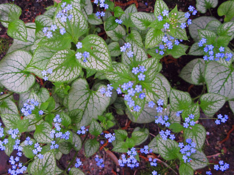 Brunnera Macrophylla 'Jack Frost' Plants Garden How