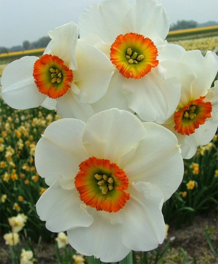 Flower Homes Narcissus Poeticus Flowers