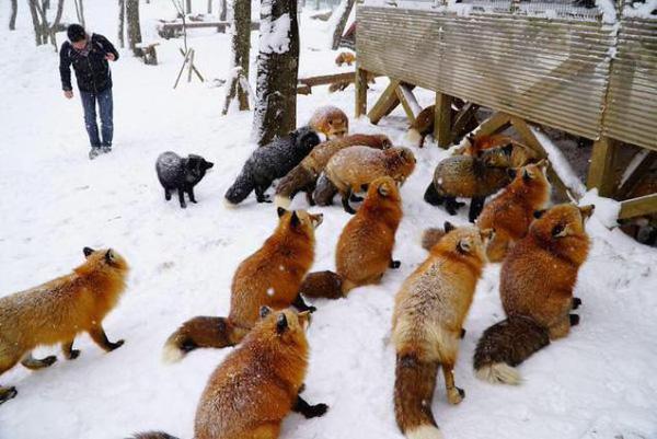 Một vòng ghé thăm thiên đường tuyệt vời của loài cáo tại Nhật Bản