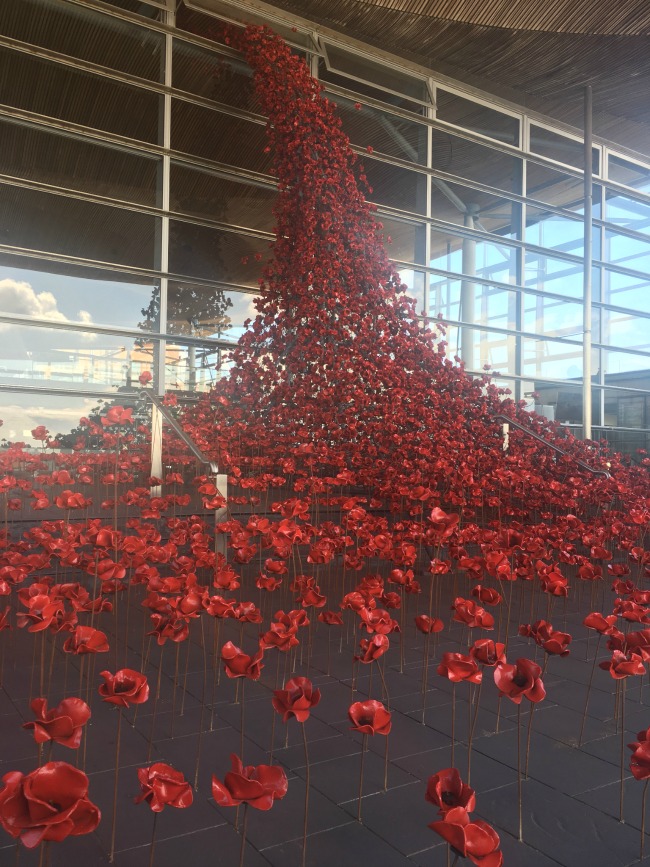 #MySundayPhoto-number-35-and-36-weeping-poppies-at-The-Senedd-Cardiff