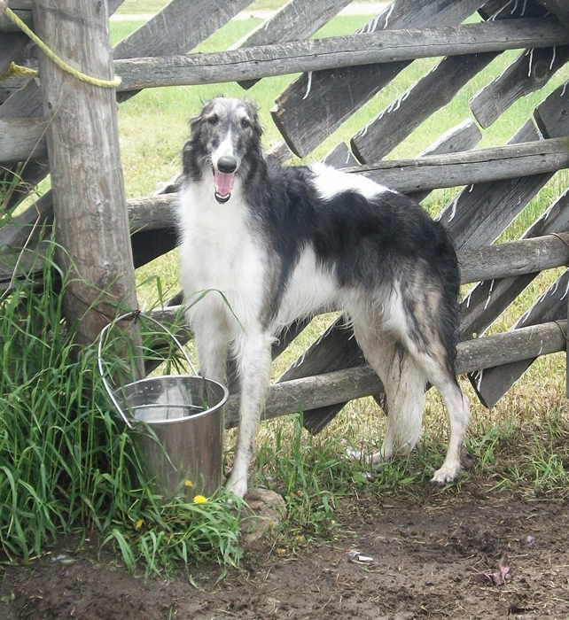 Irish WolfhoundsBorzoiGreyhoundsRescue Dogs February 2013