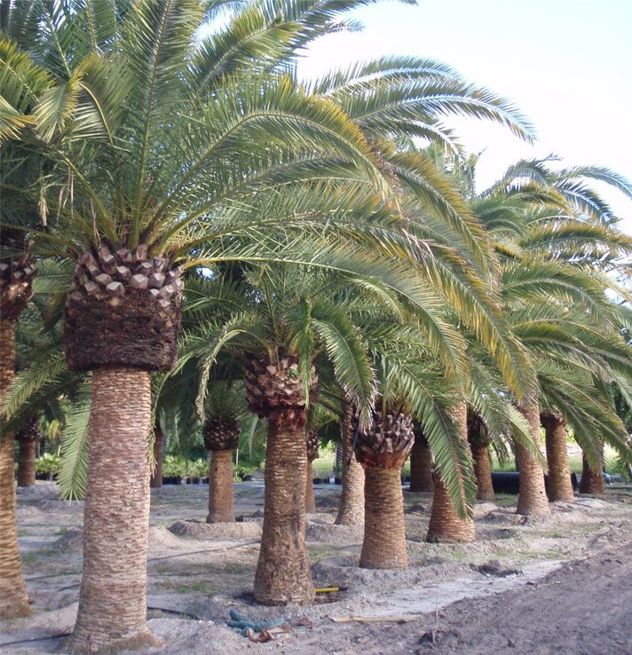 The Beauty of Tropical Plants About Cold Hardy Palm Trees
