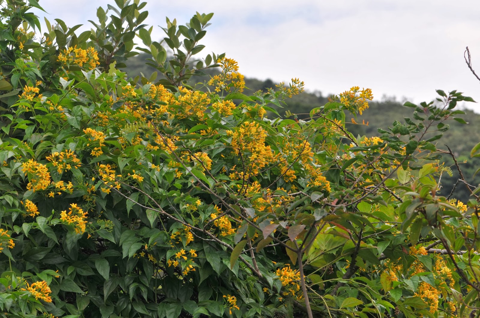 Plant Searcher: Gelsemium elegans（鈎吻/胡蔓藤/斷腸草 Graceful jesamine）
