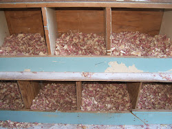 shavings cedar boxes nest mites clean