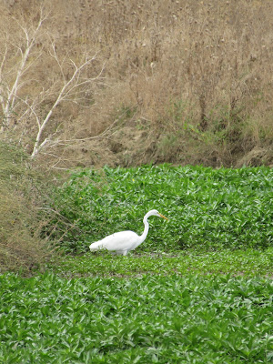 Sacramento National Wildlife Refuge