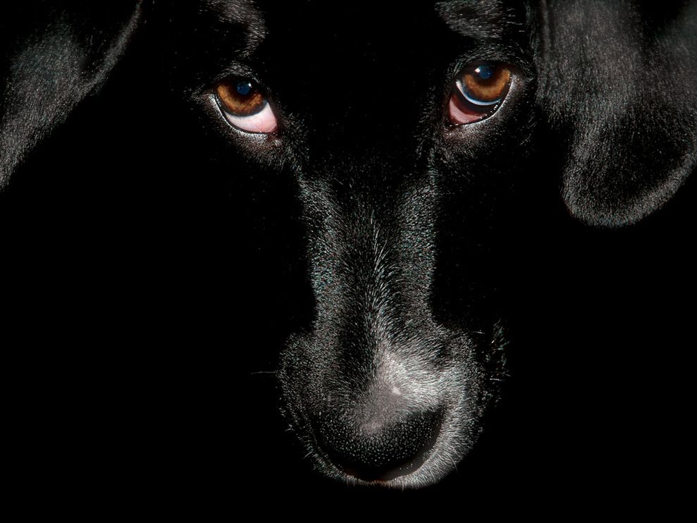 HD Animals Wallpapers: Black Dog Wallpapers for Desktop