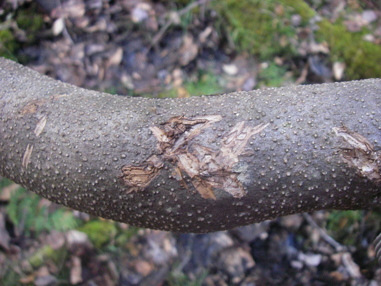 Wildlife Monitor Squirrels Communicating Over the Bridge