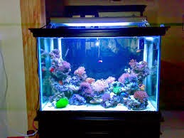 Manfaat akuarium di dalam rumah dan posisi yang  tepat 