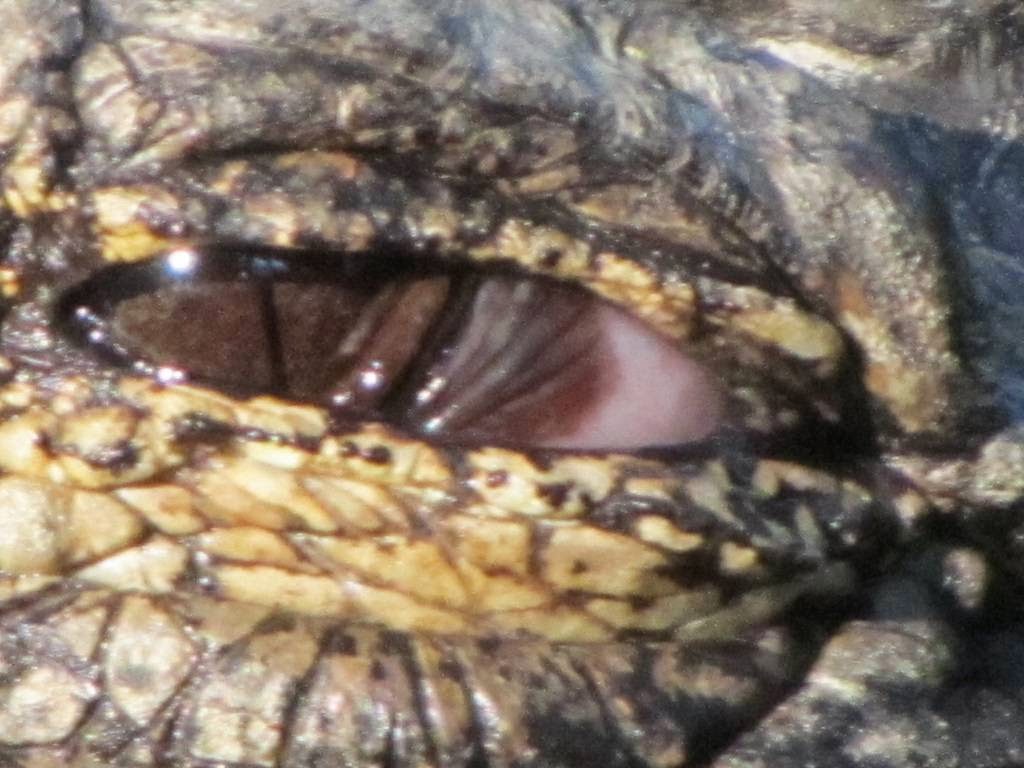 The Nictitating Membrane The Third Eyelid The Ark In Space