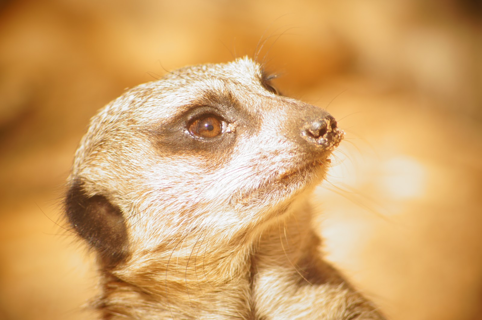 public domain picture of a meerkat