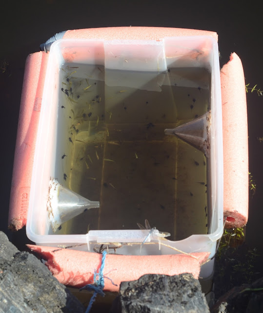 Brisbane Daily Photo Cane Toad Trap