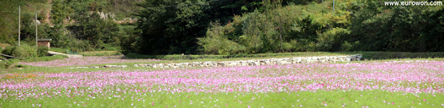 Campo de flores cosmos en Corea del Sur