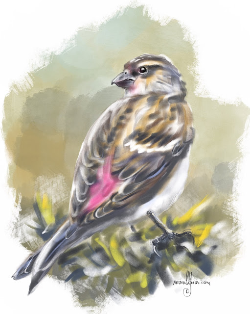 Twite bird painting by Artmagenta