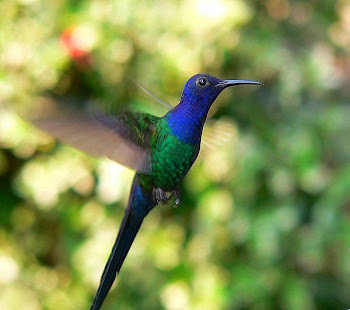 O Mundo dos Eus: COLIBRI