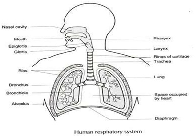 Hum an Body1 - शरीर के तंत्र | Body system