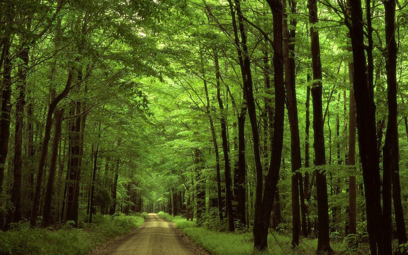 In het bos achtergrond | Mooie Leuke Achtergronden Voor Je Bureaublad (PC, Laptop, Tablet)