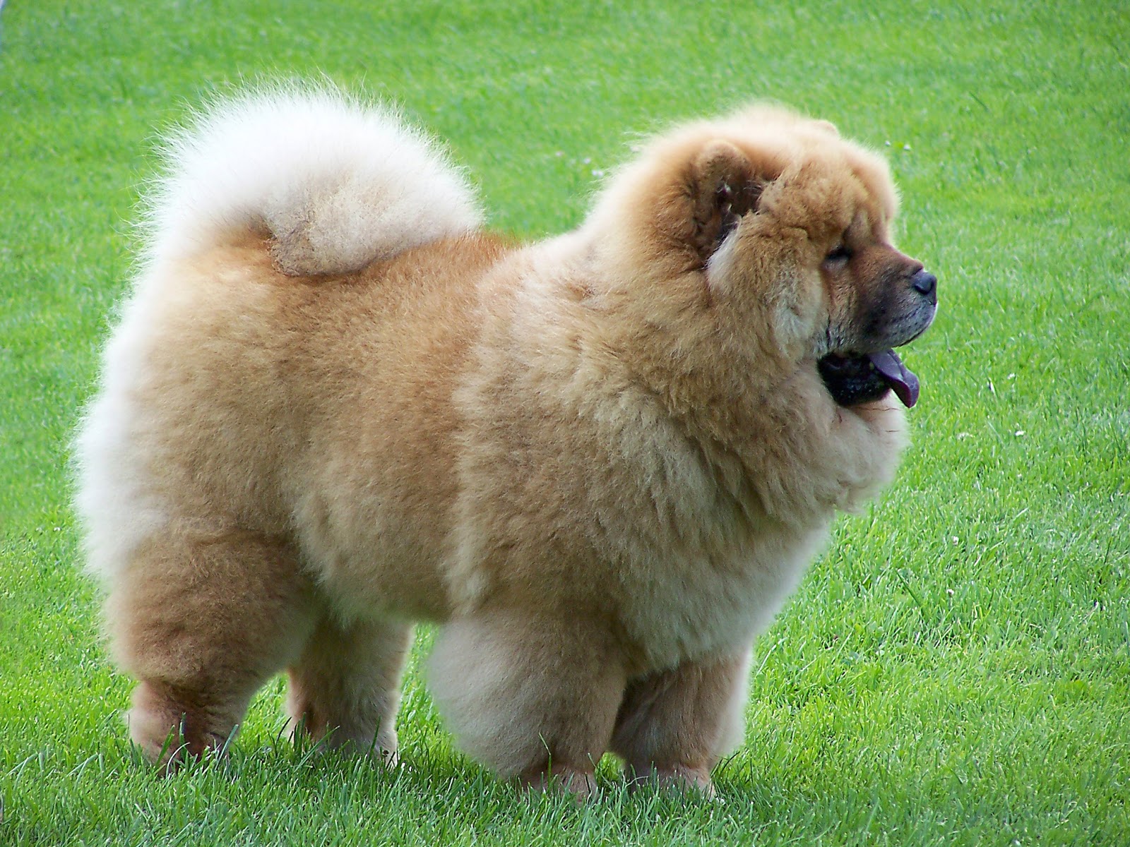 Chow Chow | Beautiful Puppy Interesting Facts | Animals Lover