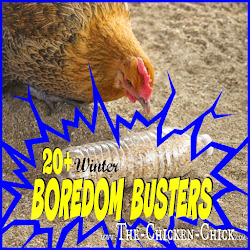 chicken chickens boredom winter busters backyard toys chick eating egg feather coop run duck bored cannibalism diy activities coops picking