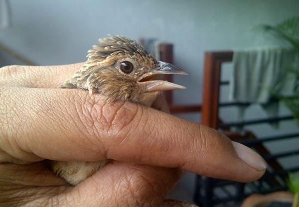 Burung Branjangan Ciri Ciri Burung Branjangan Jantan Dan Betina